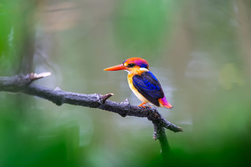 The Oriental Dwarf Kingfisher also known as the Black-backed Kingfisher or Three-toed Kingfisher (Ceyx erithaca) is a species of bird in the Alcedinidae family. it is found in Thailand