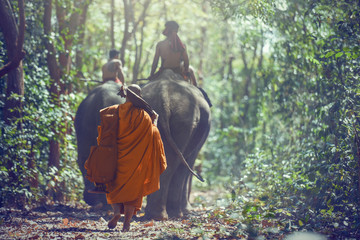 Monk and Elephant at Surin province, Thailand contryside