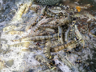 Harvesting tiger prawns form commercial prawn farm