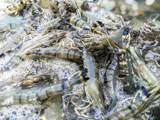 Harvesting tiger prawns form commercial prawn farm