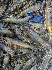 Harvesting tiger prawns form commercial prawn farm