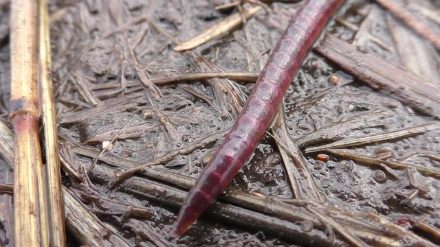 the worm is a great food for fish, birds. A small animal under my feet