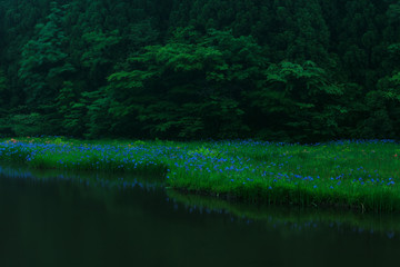 平池 カキツバタ