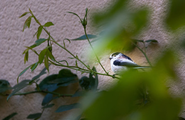 mésange longue queue