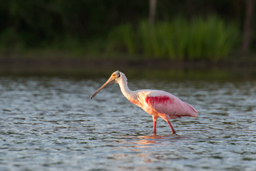 Roseate Spoonbill