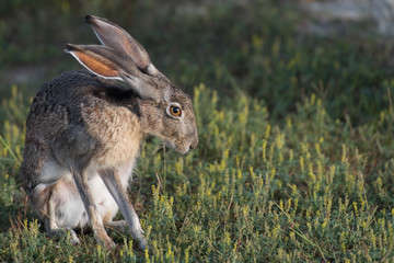 jack rabbit