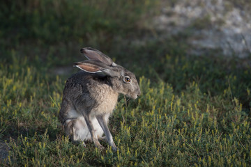 jack rabbit