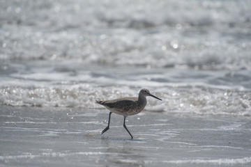 shore bird