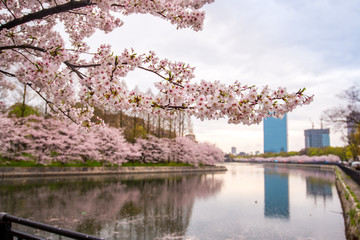 Obraz premium Sakura, Cherry Blossom branch spring in Japan