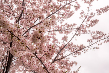 Blossom Cherry (Sakura) flower on the branch isolated on white
