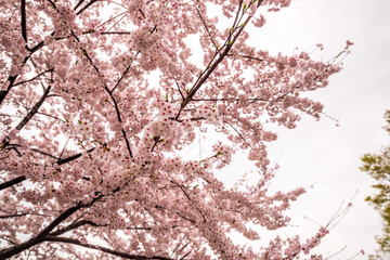 Blossom Cherry (Sakura) flower on the branch isolated on white