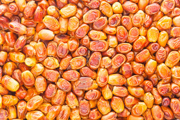  dried dates Arabian delicacy