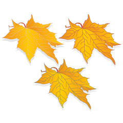 leaf autumn colorful illustration set
