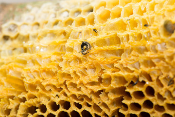 Fresh honeycomb it have bee keep in nature.