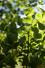 fall leaves in sunlight and shadow on blurred sky bokeh background