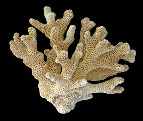 coral isolated on black background