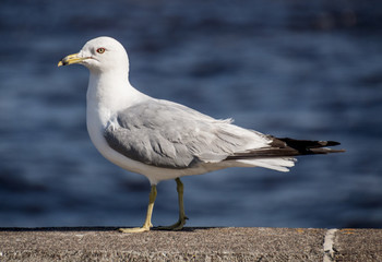 Duluth seagull