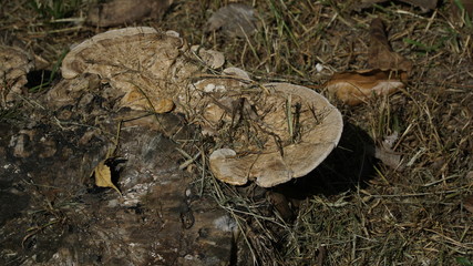 wild mushroom growing up on the old tree root