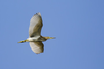 Image of a pond heron(Ardeola) flying in the sky. Wild Animals.