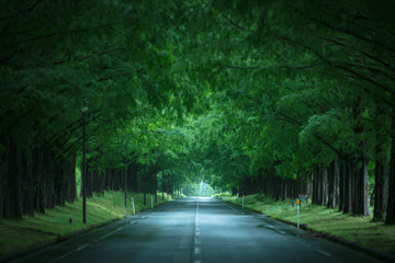 メタセコイヤ並木 新緑