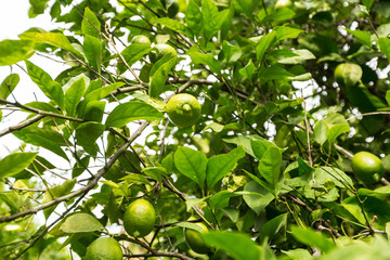 closeup of lemon on a tree