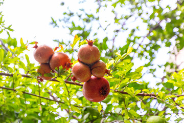 ripe pomegranate on the tree