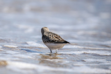 bird