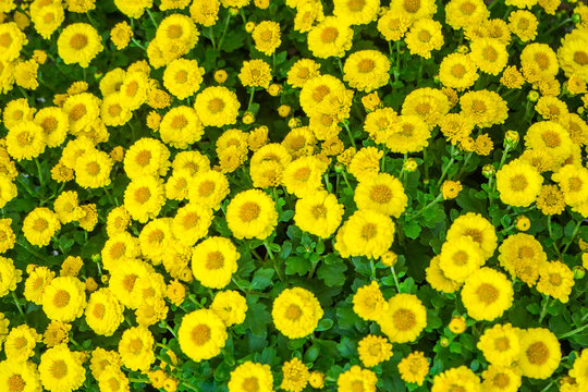 The  yellow chrysanthemum flower autumn beautiful  image close up