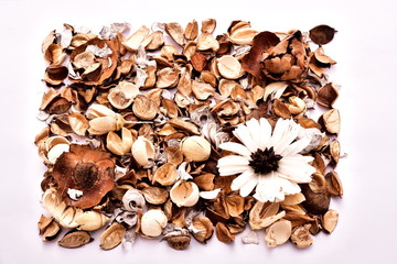 Died Flowers - Isolated in white background