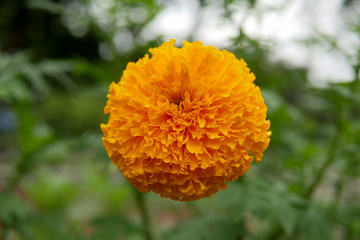 Beautiful Orange Marigold, Selective focus