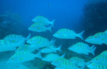 Coral reef fish