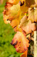 Foto op Plexiglas goldener Oktober im Weinberg © msl33