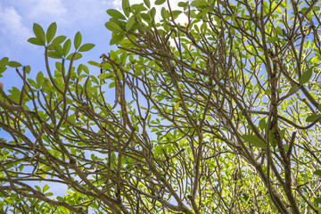 plumeria tree many branch with blue sky background