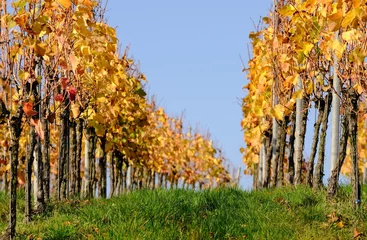 Foto op Plexiglas goldener Oktober im Weinberg © msl33