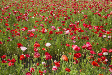 Obraz premium ポピーの花畑