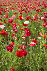 ポピーの花畑