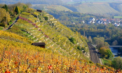 Weinberge bei Besigheim am Neckar