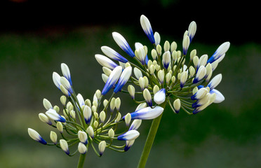 Unopened Buds and Green Stems of the Agapanthis Flower