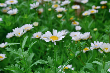 daisy flowers. selective focus