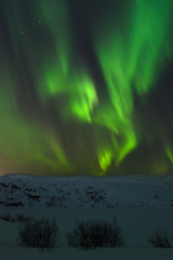 At night in the winter hills,tundra and trees and in the sky the stars, Aurora.