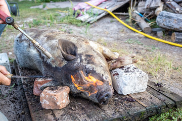 Burning a domestic pig before cutting. Removal of pig hair.