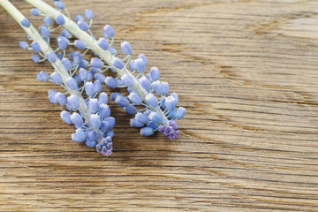 Muscari flowers on wooden background