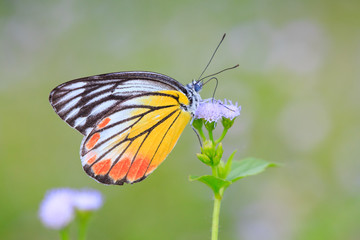Obraz premium yellow butterfly on flower