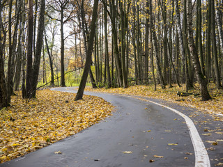 Turning asphalt road entering autumn park from surface view