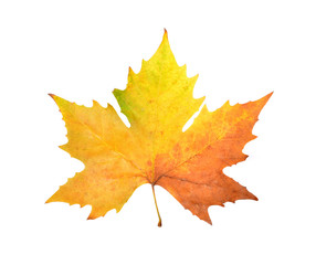 Colorful autumn leaves on an isolated white background