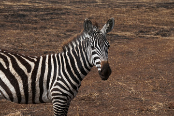 Fototapeta premium Ngorongoro Nationalpark Tansania
