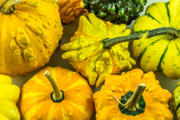many small pumpkins in different colors