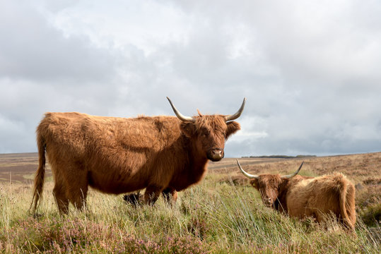 Highland cattle grazing on Exmoor, North Devon