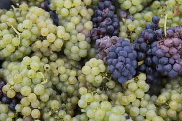 Chardonnay and Pinot Noir  Harvest Campagne