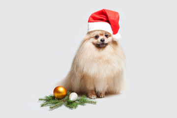 Fototapeta na wymiar Christmas composition. A yellow dog in a Santa Claus hat. Gifts.